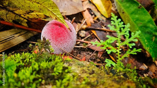 Balanophora fungosa or Balanophora plants on ground in ther rain forest landscape. photo