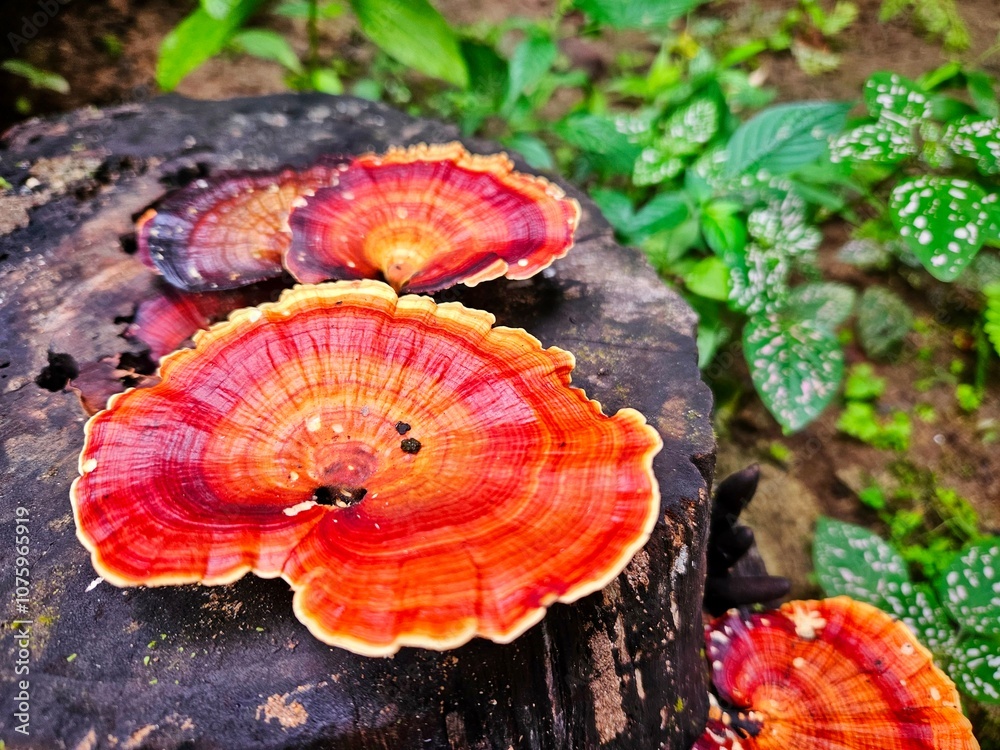 Microporus xanthopus fungi on old wood in rain forest background. Microporus xanthopus fungi on old wood in rain forest background.