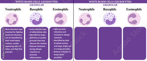 Photos white blood cells wbc leukocytes science education infographic diagram chat Post