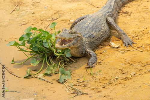 caiman on ground with mouth open and hyacinth plant.