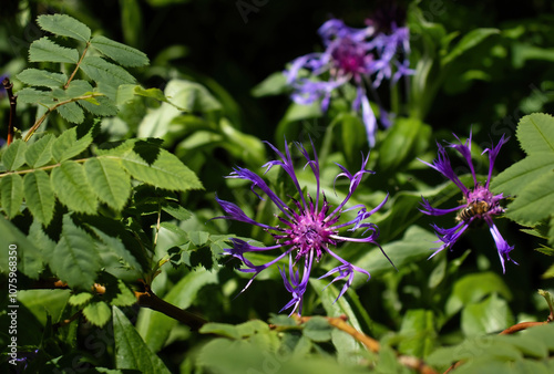 Purple and pink cornflowers on a sunny spring day in Bavaria, Germany. photo