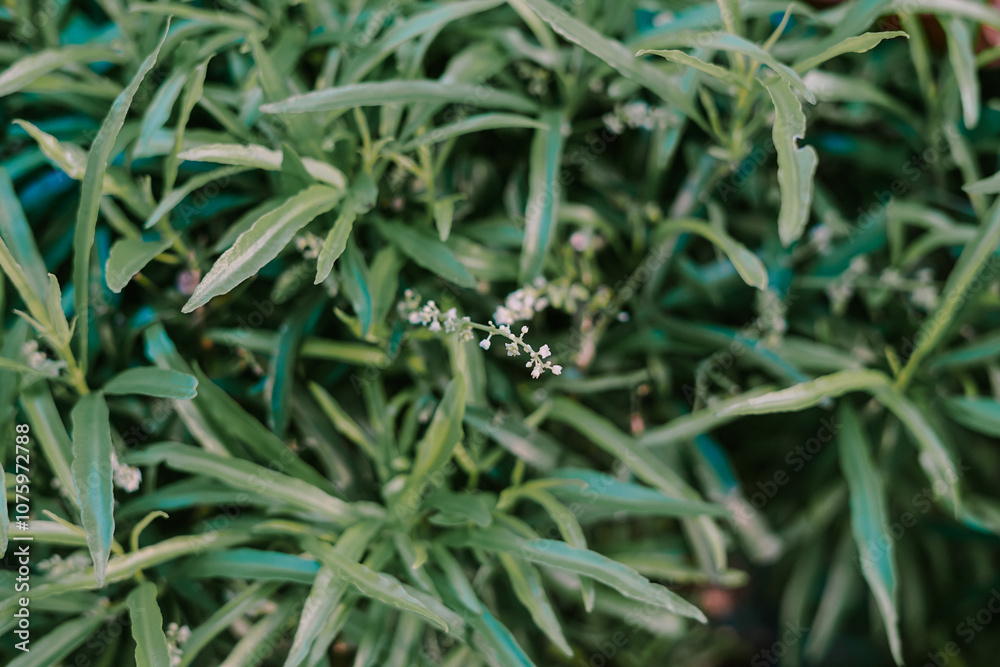 Close-up of green leaves with tiny white flowers, creating a fresh, natural vibe Close-up of green leaves with tiny white flowers, creating a fresh, natural vibe