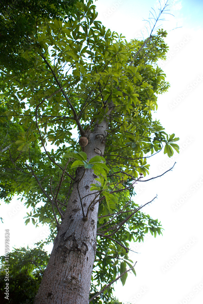 Fototapeta premium Tall Tree with Green Leaves Reaching Towards the Sky