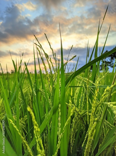 green rice in the fields