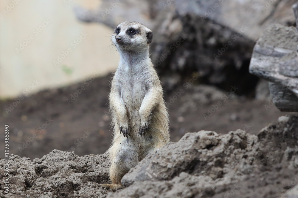 Fototapeta premium meerkat ( Suricata suricatta ) standing