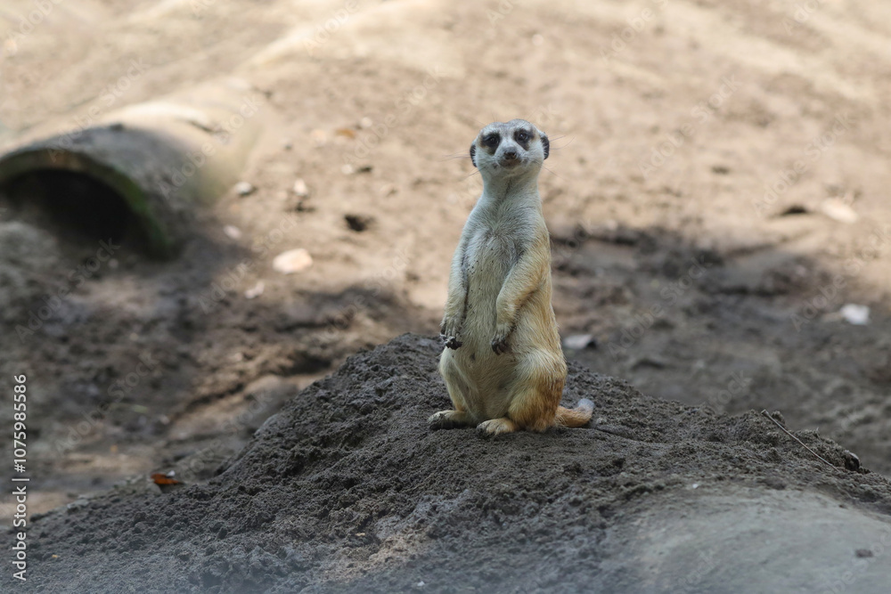 Fototapeta premium meerkat ( Suricata suricatta ) standing