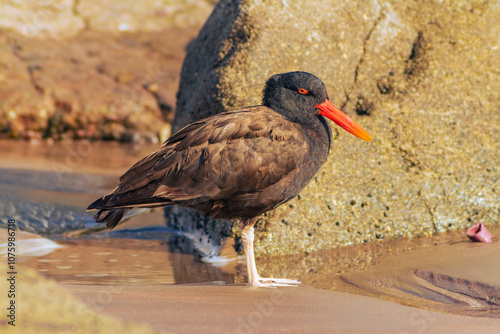 pilpilén, local bird of the Arica coast