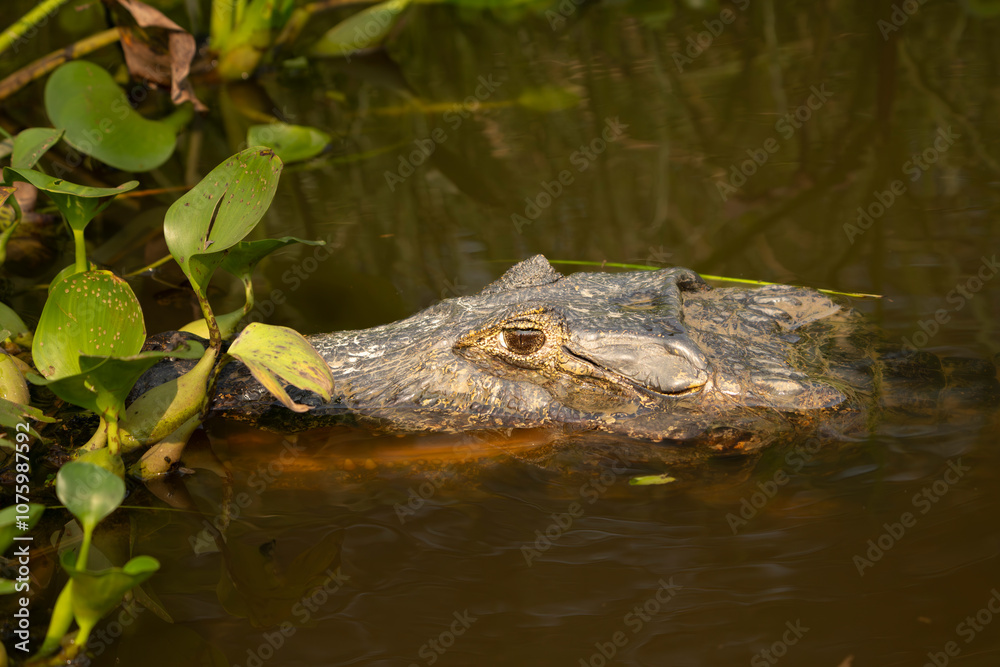 Eye of caiman or alligator above water surface Eye of caiman or alligator above water surface