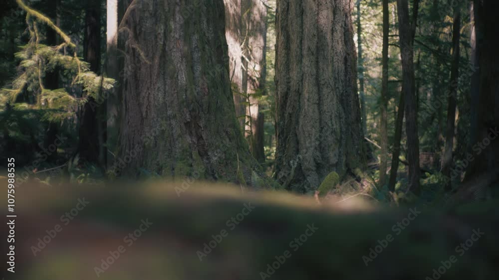 Douglas Fir tree trunks covered in moss in an old rainforest. Slow motion. Douglas Fir tree trunks covered in moss in an old rainforest. Slow motion.