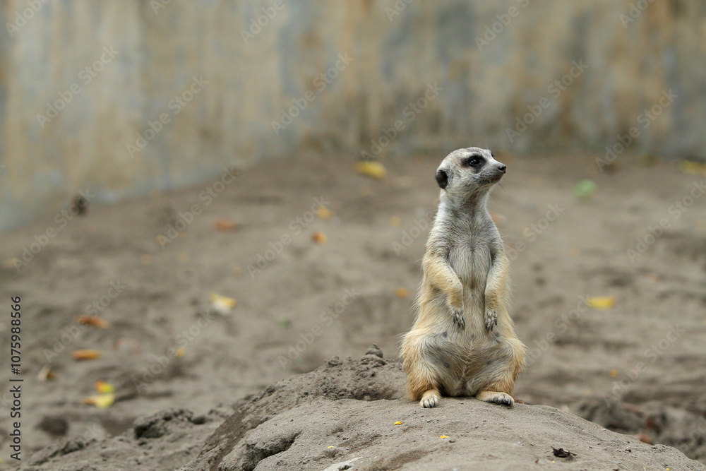 Fototapeta premium meerkat ( Suricata suricatta ) standing