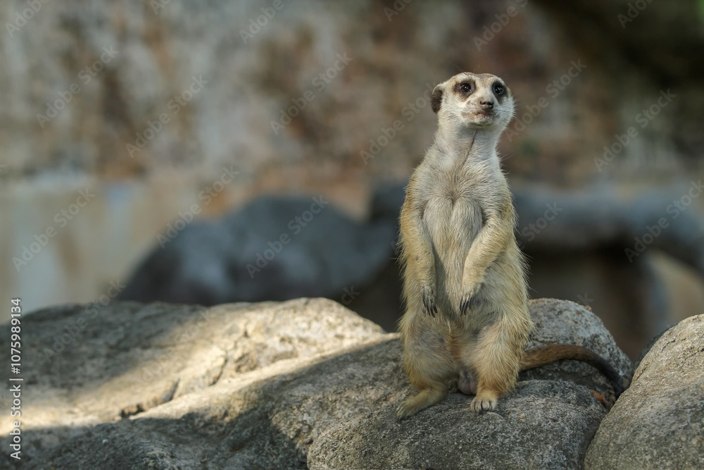 Fototapeta premium meerkat ( Suricata suricatta ) standing