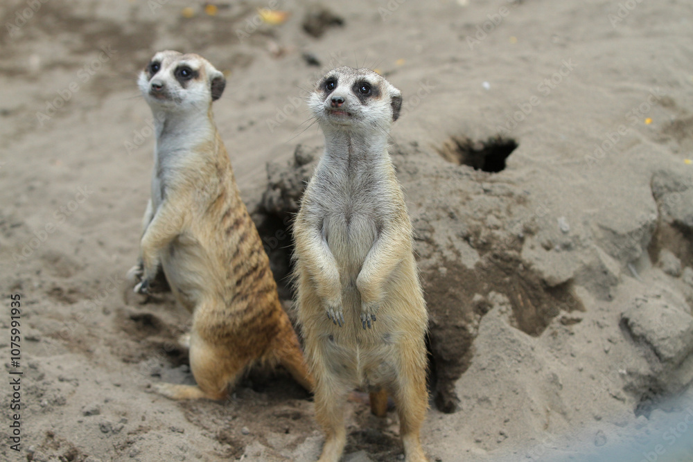 Fototapeta premium two meerkats in outdoor enclosure at the zoo