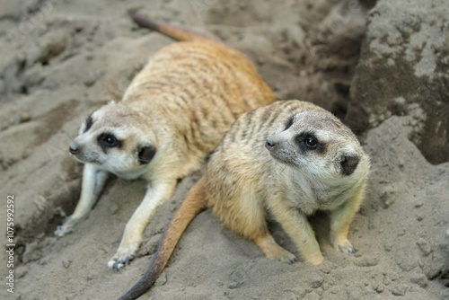 two meerkats in outdoor enclosure at the zoo photo