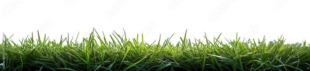 Fototapeta premium Fresh short green grass isolated against a flat background