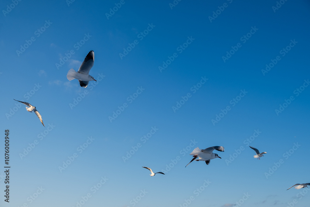 A white gull is high in the sky. View from below of the blue sky with clouds and a passing Seagull. Beautiful blue natural background. View from a low angle. Symbol of freedom and independence. A white gull is high in the sky. View from below of the blue sky with clouds and a passing Seagull. Beautiful blue natural background. View from a low angle. Symbol of freedom and independence.