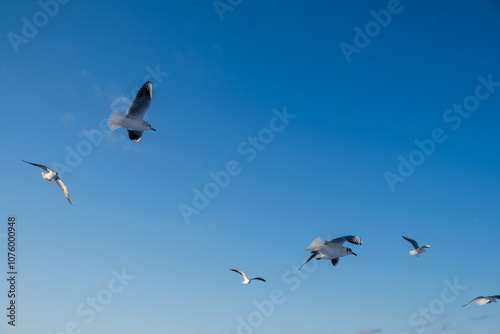 A white gull is high in the sky. View from below of the blue sky with clouds and a passing Seagull. Beautiful blue natural background. View from a low angle. Symbol of freedom and independence.