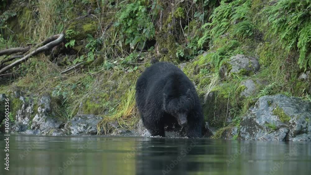 black bear catch salmon fish its eggs burst out of her belly, salmon run season black bear catch salmon fish its eggs burst out of her belly, salmon run season