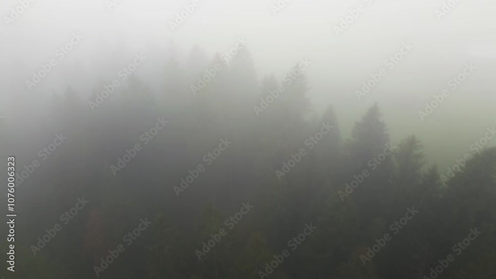 Aerial shot of foggy fir trees in swiss mountains Aerial shot of foggy fir trees in swiss mountains