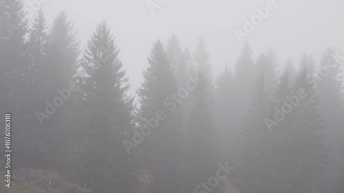 Fir tree forest in heavy fog in swiss mountains