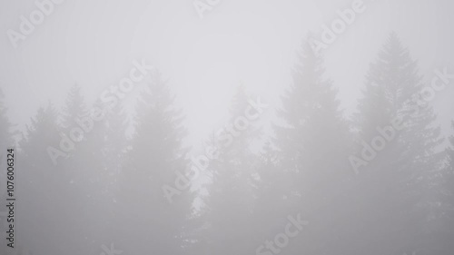 Fir tree forest in heavy fog in swiss mountains