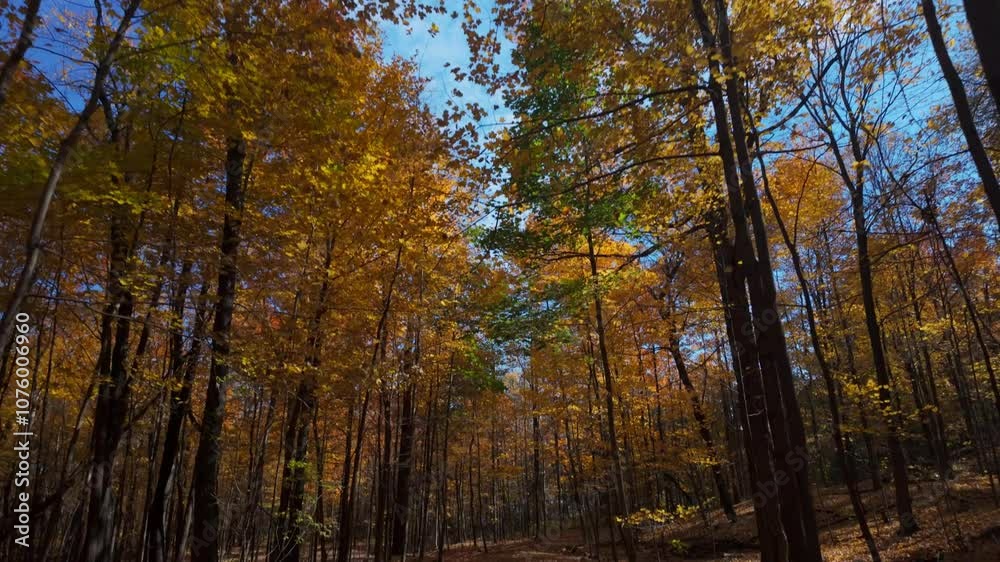 Peaceful forest path lined with golden autumn leaves in Mount Royal, Montreal, on a clear day Peaceful forest path lined with golden autumn leaves in Mount Royal, Montreal, on a clear day