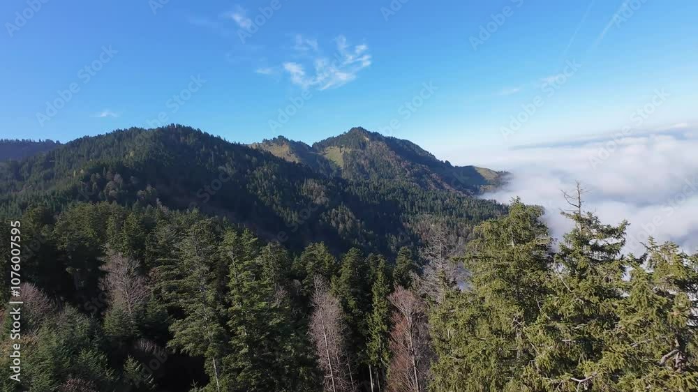 Mountain landscape with lush forest and rolling fog under a clear blue sky seen from FPV perspective Mountain landscape with lush forest and rolling fog under a clear blue sky seen from FPV perspective