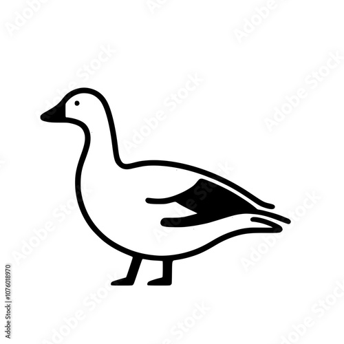 duck isolated on white background