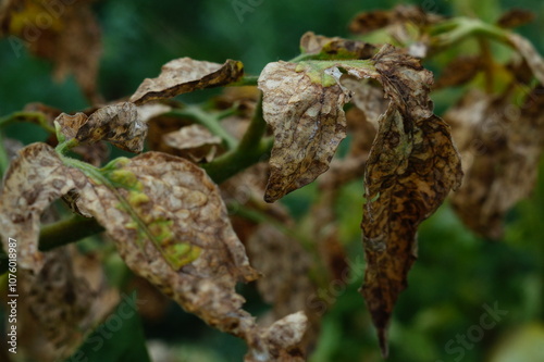 Tips of leaves of tomato bush have died due to infection with parasitic disease, macro. Close-up, branch is still green, symptoms and appearances, assessment of the consequences in agriculture. photo