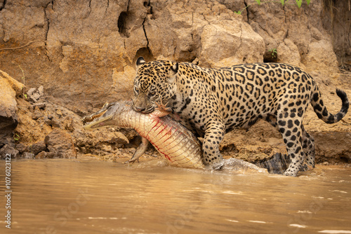 Jaguar dragging caiman just killed through river to it's hiding place to consume.