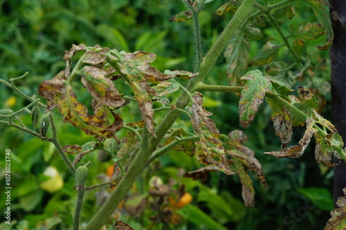 Infected leaves with late blight or other pathogenic fungal disease affecting plants of the nightshade family. Symptoms, manifestations, consequences of crop loss
