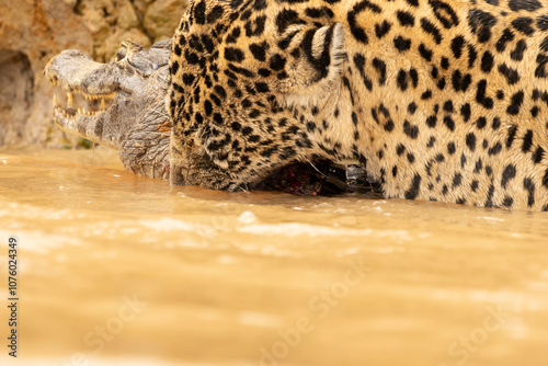Jaguar dragging caiman just killed through river to it's hiding place to consume in the Pantanal Brazil