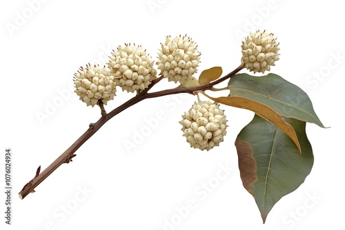 Buttonbush isolated on a white background, close up photo