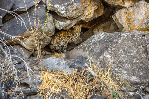 leopard looking for prey in African savanna botswana (Panthera pardus)