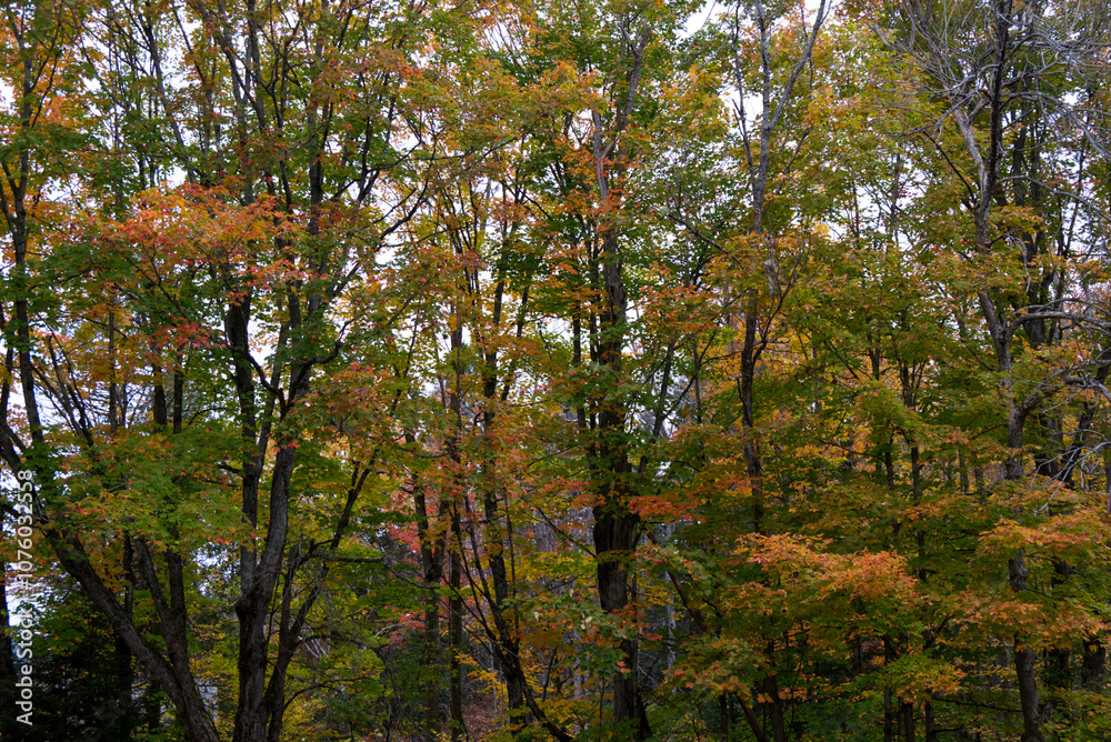 Algonquin Park, Ontario - East Beach Picnic Area Autumnal Trees