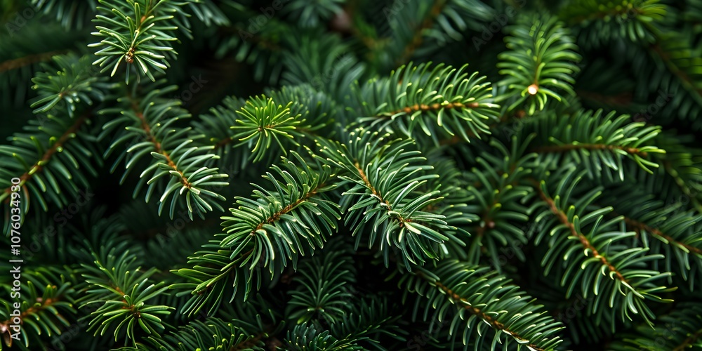 custom made wallpaper toronto digitalBeautiful Christmas Background with green fir tree brunch close up. Copy space
