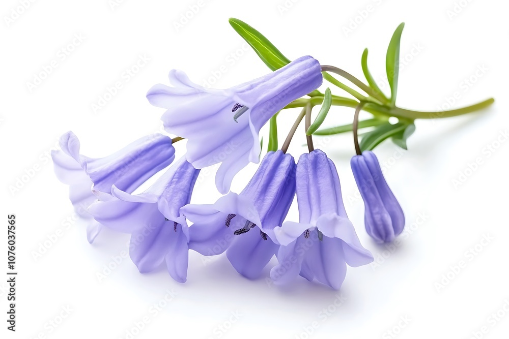 Naklejka premium Bluebell Flower isolated on a white background, close up