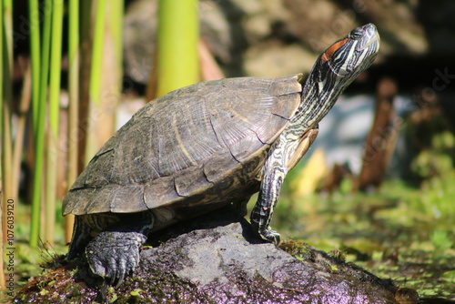 Tortuga en letargo