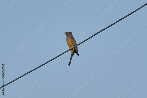 Plaintive Cuckoo photo