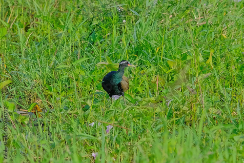 Bronz-winged Jacana