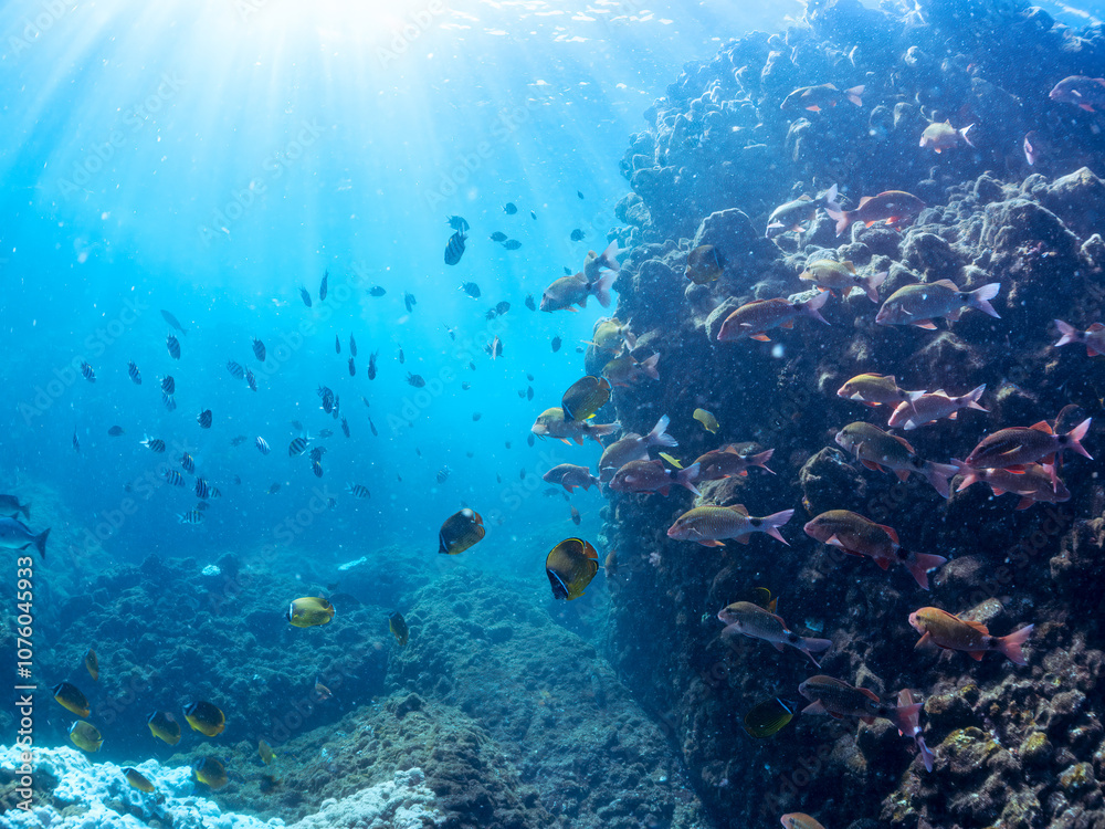 Naklejka premium 美しいチョウチョウウオ（チョウチョウウオ科）、メジナ（イスズミ科）、ホウライヒメジ（ヒメジ科）他の群れ。 英名学名：Largescale Blackfish (Girella punctata), Whitesaddle goatfish (Parupeneus ciliatus), Oriental ButterflyFish (Chaetodon aurites) 中木ヒリゾ浜2024年 