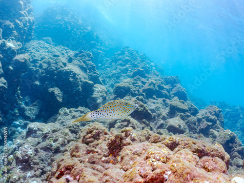 美しいソウシハギ（カワハギ科）他。
英名学名：Scrawled filefish, Aluterus scriptus
静岡県伊豆半島賀茂郡南伊豆町中木ヒリゾ浜2024年
 photo