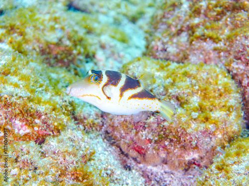 美しいハナキンチャクフグ（フグ科）他。 英名学名：Crown Toby (Canthigaster axiologus) 静岡県伊豆半島賀茂郡南伊豆町中木ヒリゾ浜2024年 