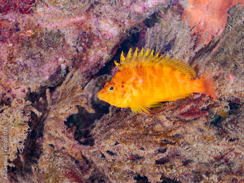 ソフトコーラルに乗る、可愛いオキゴンベ（ゴンベ科）他。
英名学名：Yellow hawkfish, Cirrhitichthys aureus
静岡県伊豆半島賀茂郡南伊豆町中木ヒリゾ浜2024年
 photo