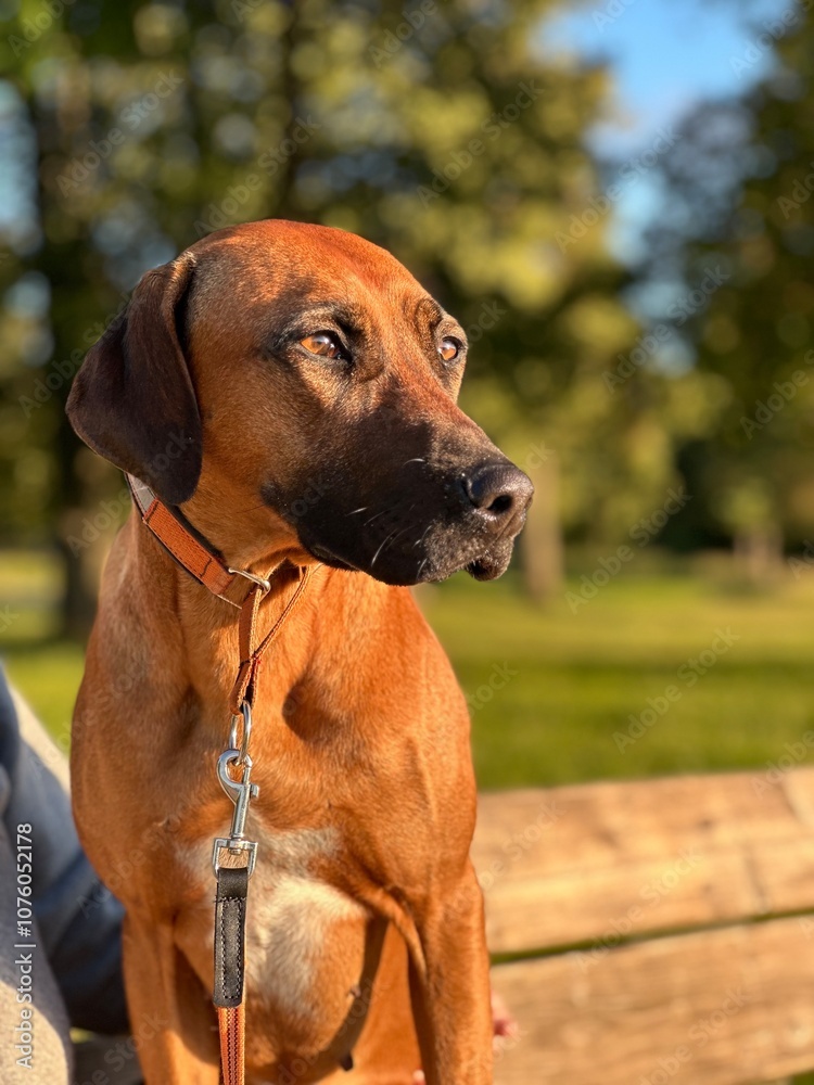 Rhodesian Ridgeback in sunset Rhodesian Ridgeback in sunset