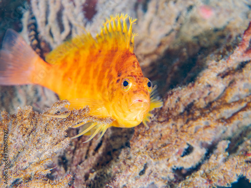 ソフトコーラルに乗る、可愛いオキゴンベ（ゴンベ科）他。
英名学名：Yellow hawkfish, Cirrhitichthys aureus
静岡県伊豆半島賀茂郡南伊豆町中木ヒリゾ浜2024年
 photo