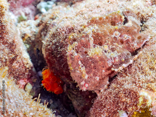 エスカ（触手）を振って魚を呼び寄せて狩る、巨大なオオモンカエルアンコウ（カエルアンコウ科）。
英名学名：Giant Frogfish, Antennarius commersoni
自分よりも大きな獲物でも、１０倍に広がる大きな口で丸呑みにする。
その速度は0.0001秒。生物界最速のハンターである。

静岡県伊豆半島賀茂郡南伊豆町中木ヒリゾ浜2024年
 photo