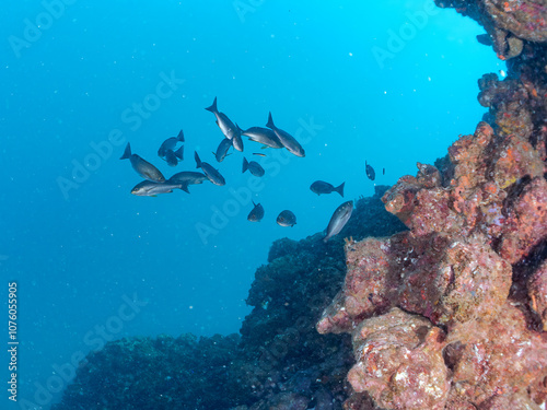 美しいイサキ（イサキ科）他の群れ。
英名学名：Chicken Grunt, Parapristipoma trilineatum
静岡県伊豆半島賀茂郡南伊豆町中木ヒリゾ浜2024年
 photo