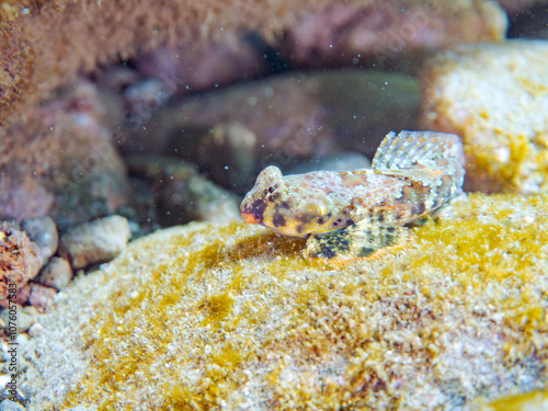 可愛いコウワンテグリ（ネズッポ科）の幼魚他。
英名学名：Ocellated dragonet, Neosynchiropus ocellatus
静岡県伊豆半島賀茂郡南伊豆町中木ヒリゾ浜2024年
 photo