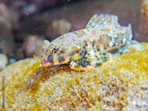 可愛いコウワンテグリ（ネズッポ科）の幼魚他。
英名学名：Ocellated dragonet, Neosynchiropus ocellatus
静岡県伊豆半島賀茂郡南伊豆町中木ヒリゾ浜2024年
 photo