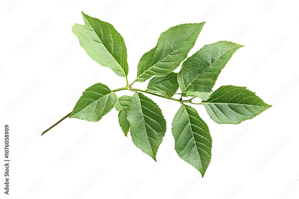Obraz premium Box elder leaf isolated on a white background, close up